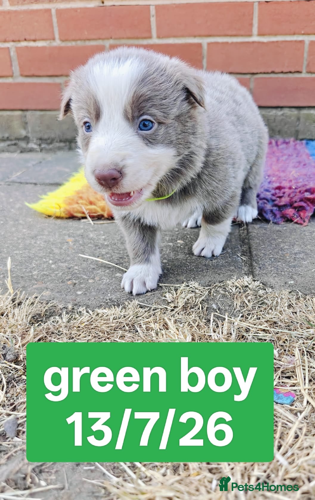 Border Collie dogs KC registered Border collie pups for sale - Advert 2