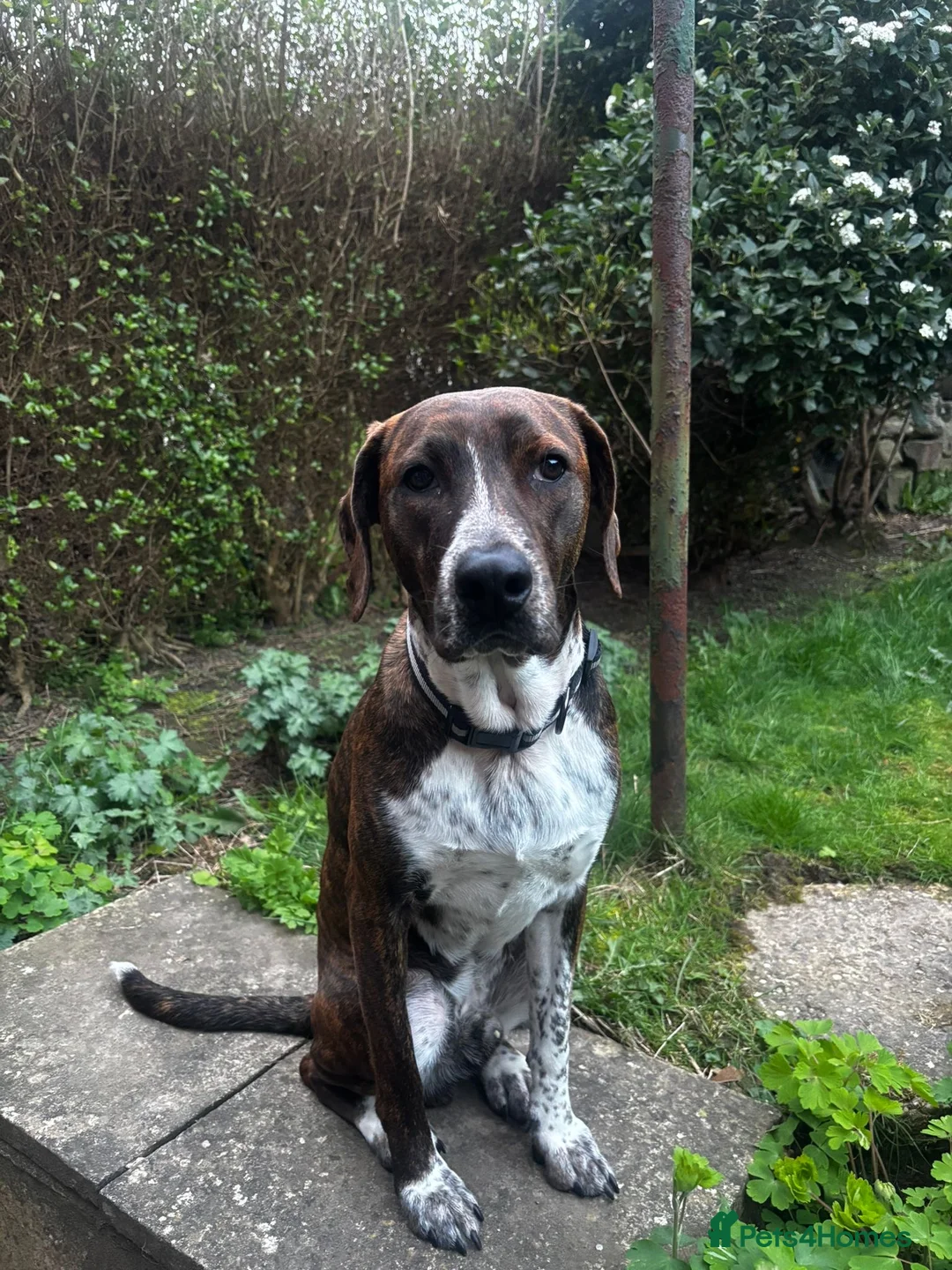 Mixed Breed dogs for adoption: Billy is ready for his forever  - Advert 1