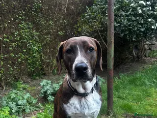 Mixed Breed dogs Billy is ready for his forever - Advert 17