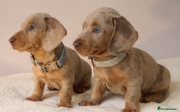 Miniature Dachshund dogs for sale:  🌟5StarsLicense+Holistic+KC+VetChecked+PRA Clear+ - Image 26