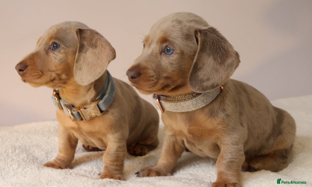 Miniature Dachshund dogs for sale:  🌟5StarsLicense+Holistic+KC+VetChecked+PRA Clear+ - Image 26