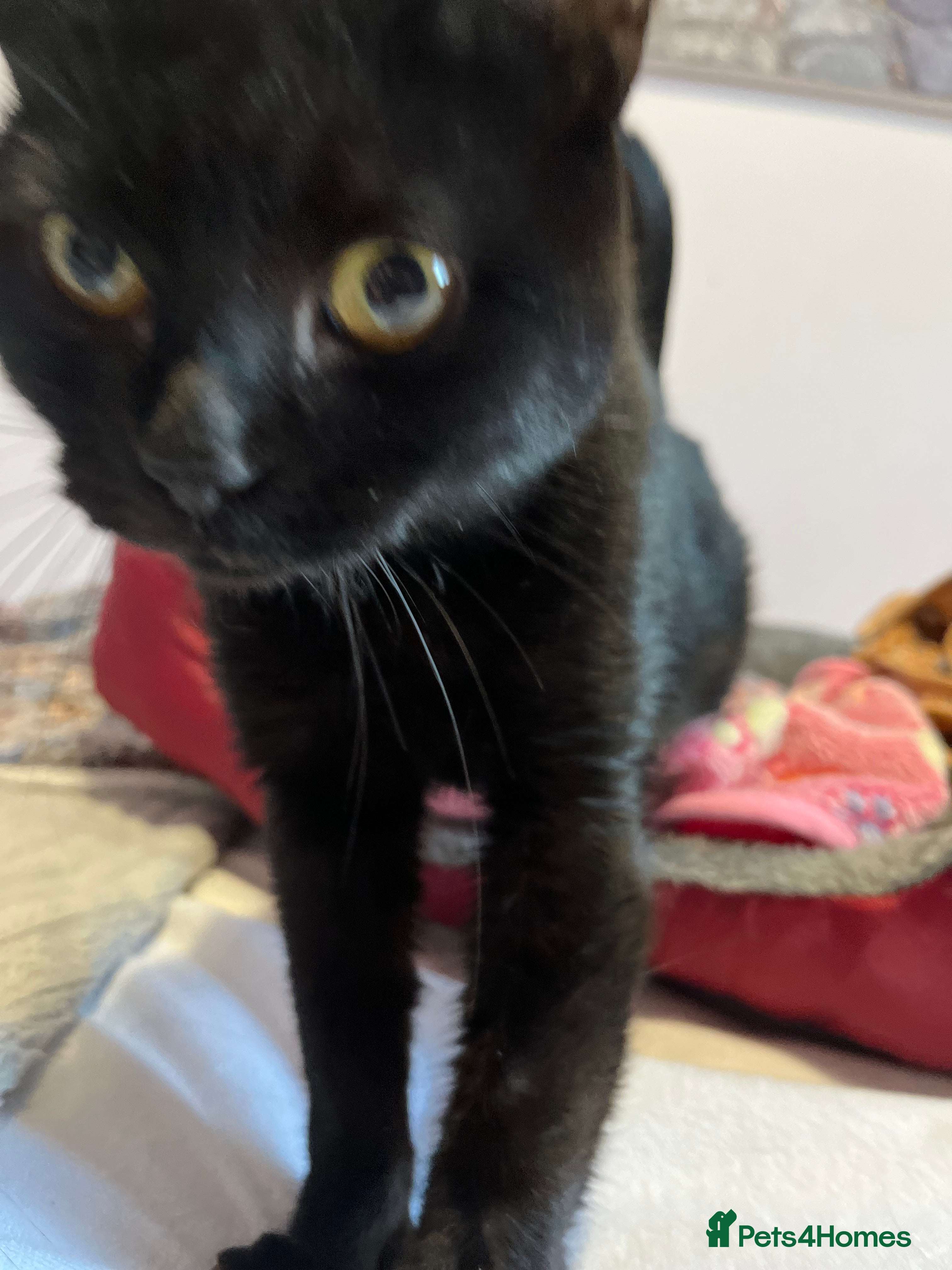 Mixed Breed cats 1 yr rescue cat desperately needs family to love - Advert 13