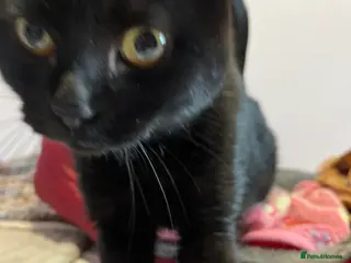 Mixed Breed cats 1 yr rescue cat desperately needs family to love - Advert 13