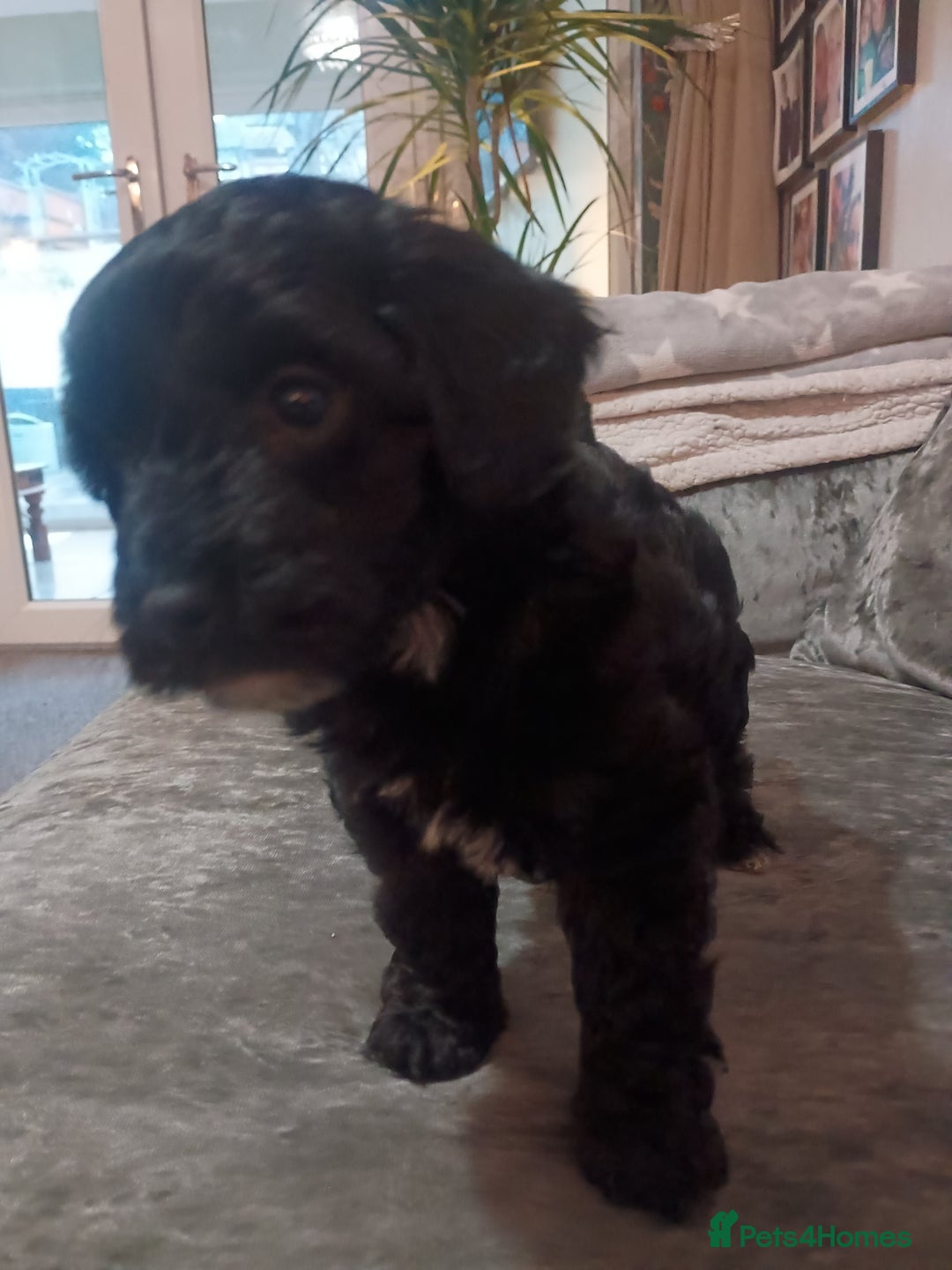 Toy Poodle dogs for sale: Toy poodle puppies  - Advert 2