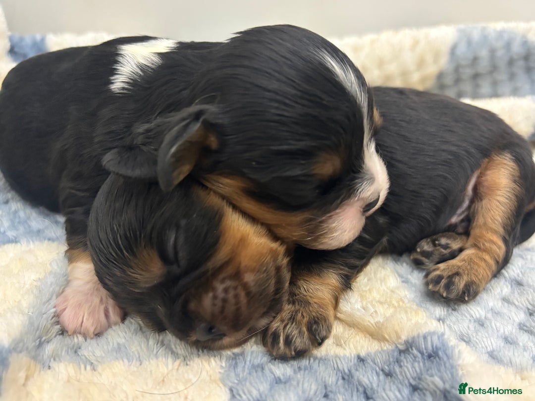 Cavalier King Charles Spaniel dogs for sale: Two beautiful kc boys  - Advert 23