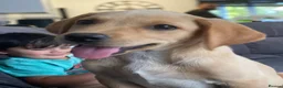 Labrador Retriever dogs for sale: Beautiful Yellow Labrador Retriever Puppy - Advert 3