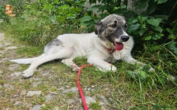 Mixed Breed dogs for adoption: Beautiful and Gentle HEIDI - for a Loving Home - Image 10