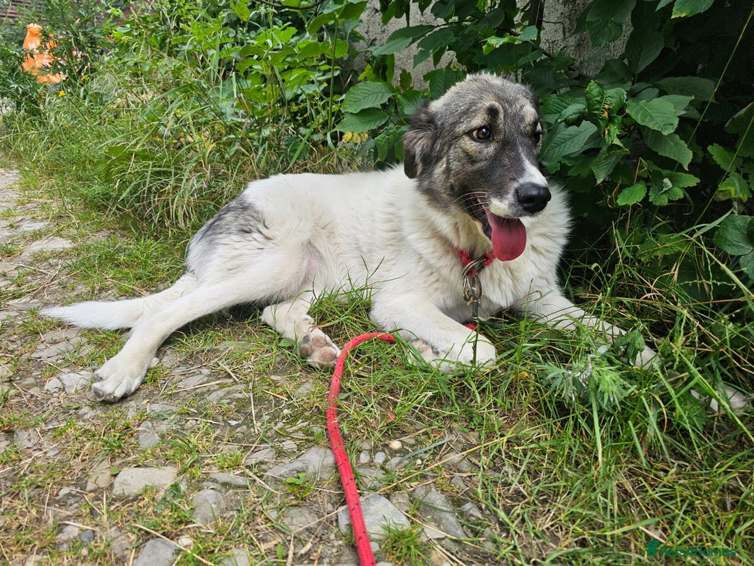 Mixed Breed dogs for adoption: Beautiful and Gentle HEIDI - for a Loving Home - Image 10