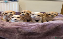 Cavachon dogs for sale: 8 Beautiful Cavachons💙💙💙🩷🩷🩷🩷🩷 - Image 9