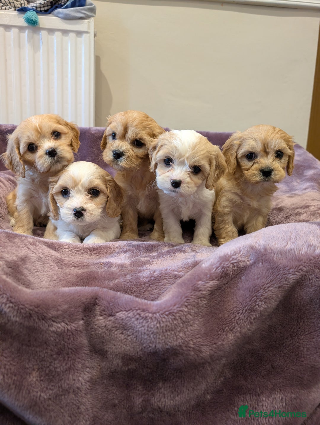Cavachon dogs for sale: 8 Beautiful Cavachons💙💙💙🩷🩷🩷🩷🩷 - Image 9