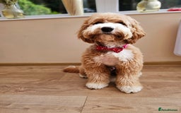 Labrador Retriever dogs for stud: Hip0/0 Elbow 0/0 Australian Labradoodle  - Advert 18