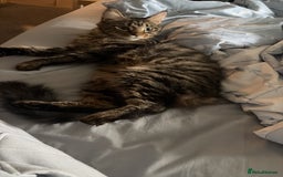 Mixed Breed cats for sale: Maine coon/moggy - Image 4