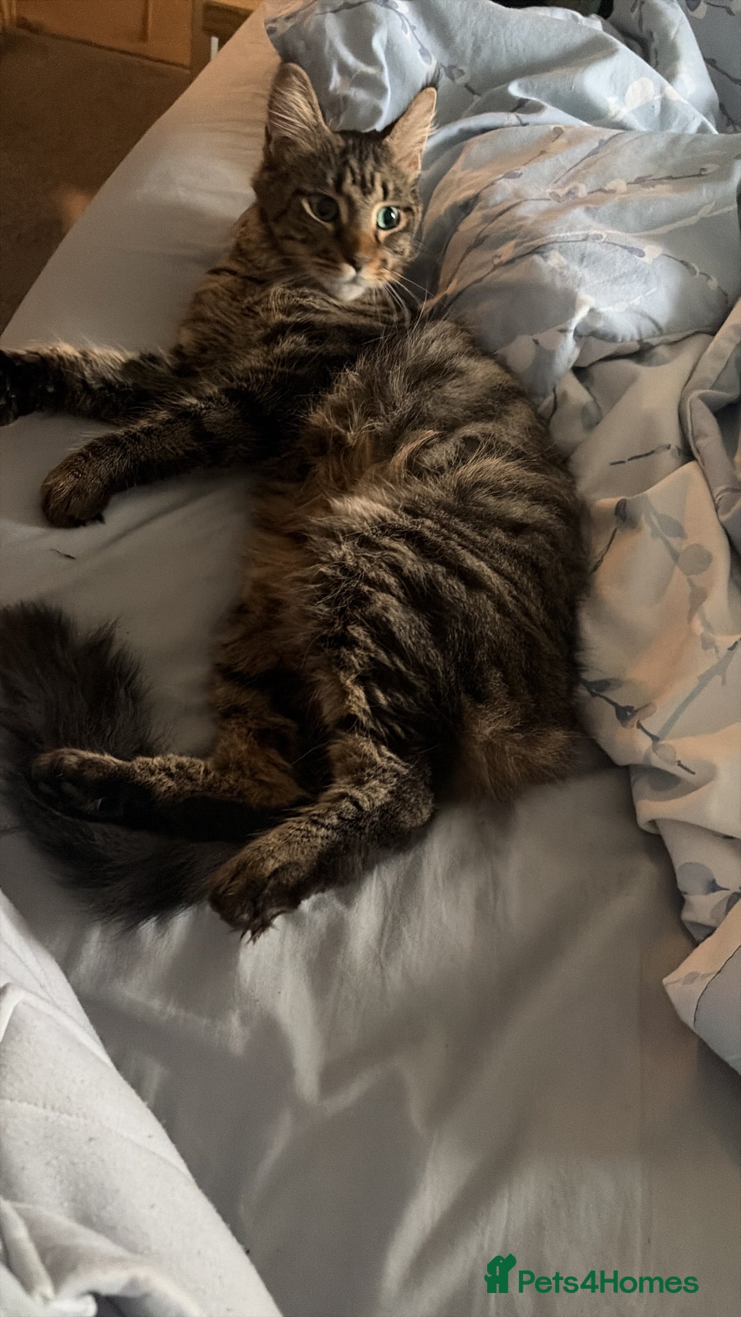 Mixed Breed cats for sale: Maine coon/moggy - Image 4