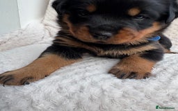 Rottweiler dogs for sale: Rottweiler puppy’s  - Image 4