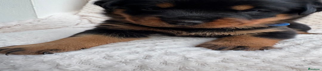 Rottweiler Puppy 1