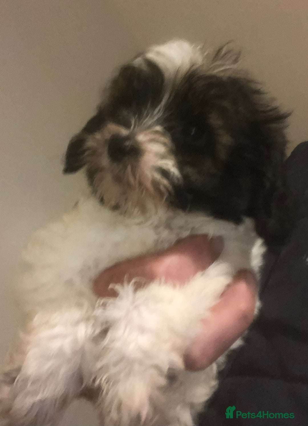 Mixed Breed dogs for sale: Poodle x Maltizu puppies - Advert 9