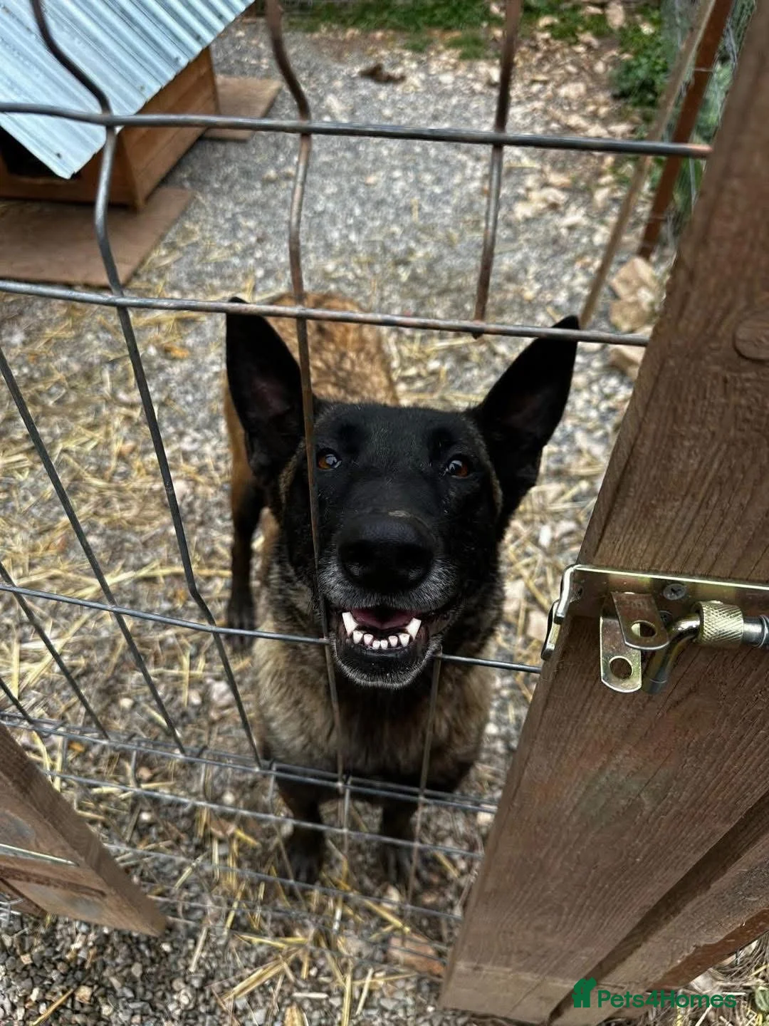 Mixed Breed dogs for adoption: Hera ❤️ - Advert 2