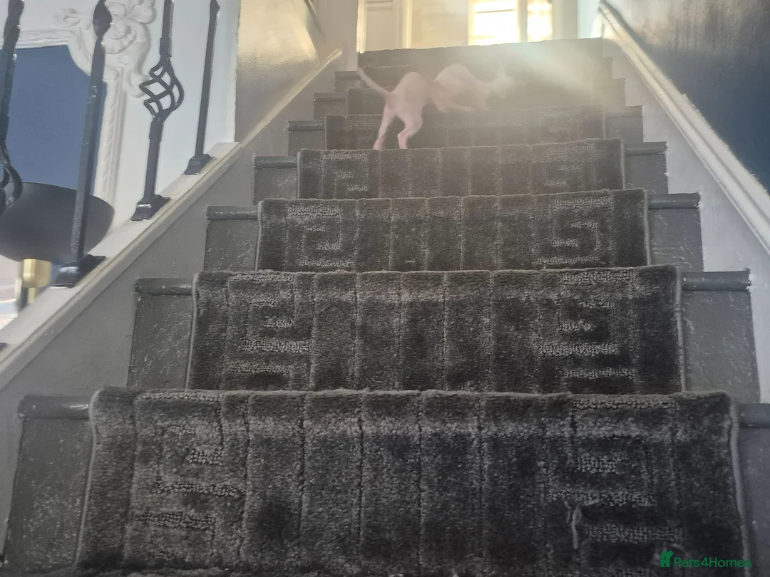 Sphynx cats for sale: I have two stunning kittens  - Advert 8