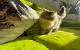 British Longhair cats for sale: Last British Longhair kitten  - Advert 11