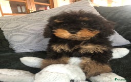 Mixed Breed dogs for sale: shihtzu x toy poodle puppies for sale - Image 19