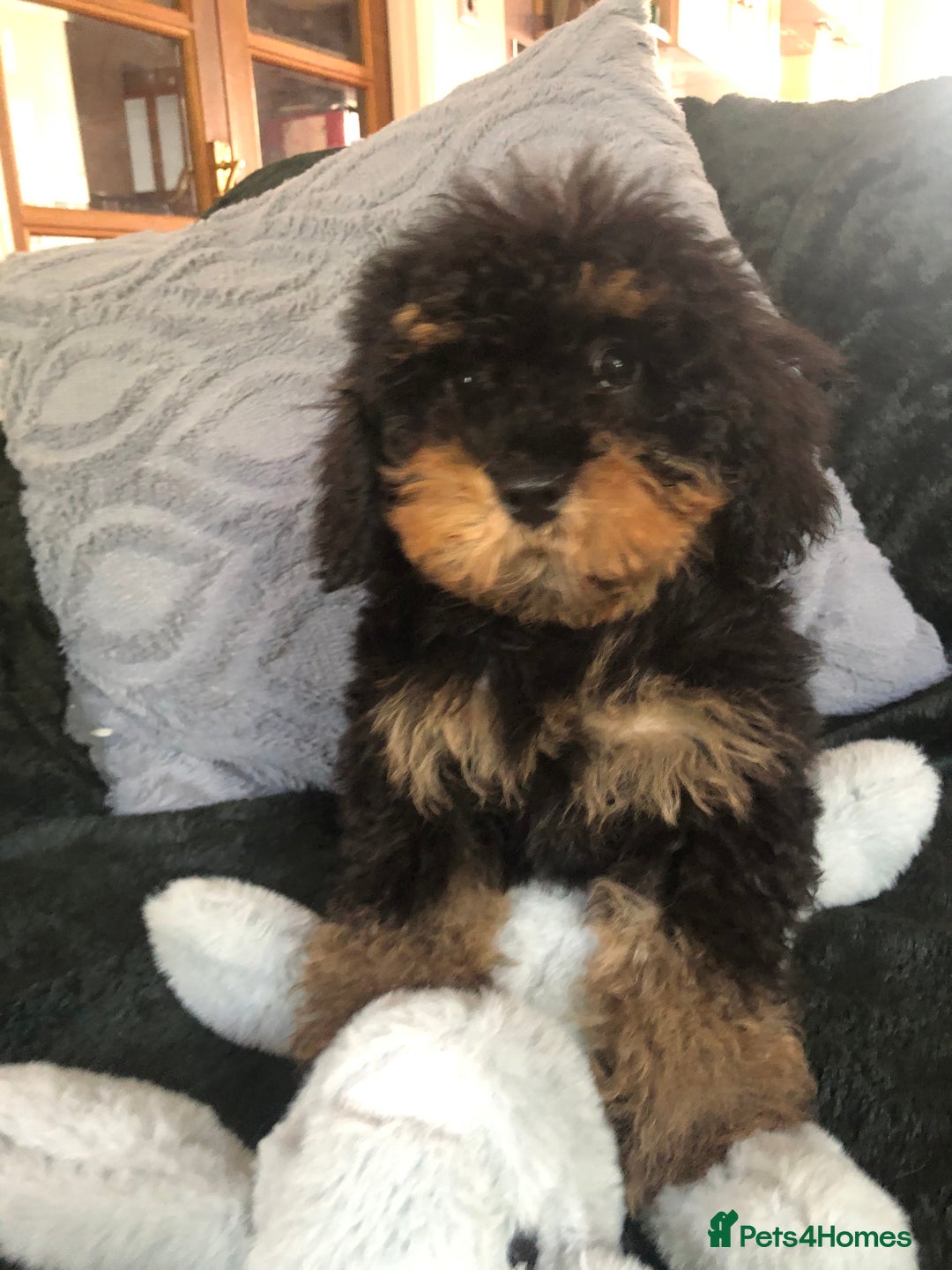 Mixed Breed dogs for sale: shihtzu x toy poodle puppies for sale - Image 19