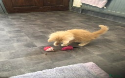 Maine Coon cats for sale: Gorgeous bundles of fluff n mischief  - Image 6
