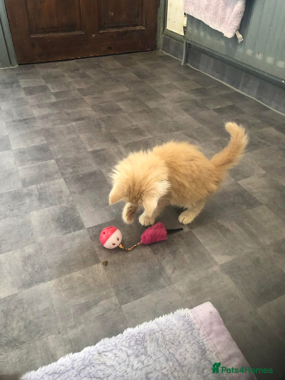 Maine Coon cats for sale: Gorgeous bundles of fluff n mischief  - Image 6