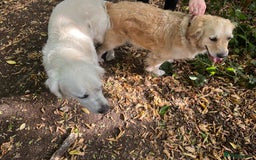 Golden Retriever dogs for sale: Golden retriever pups - Image 8