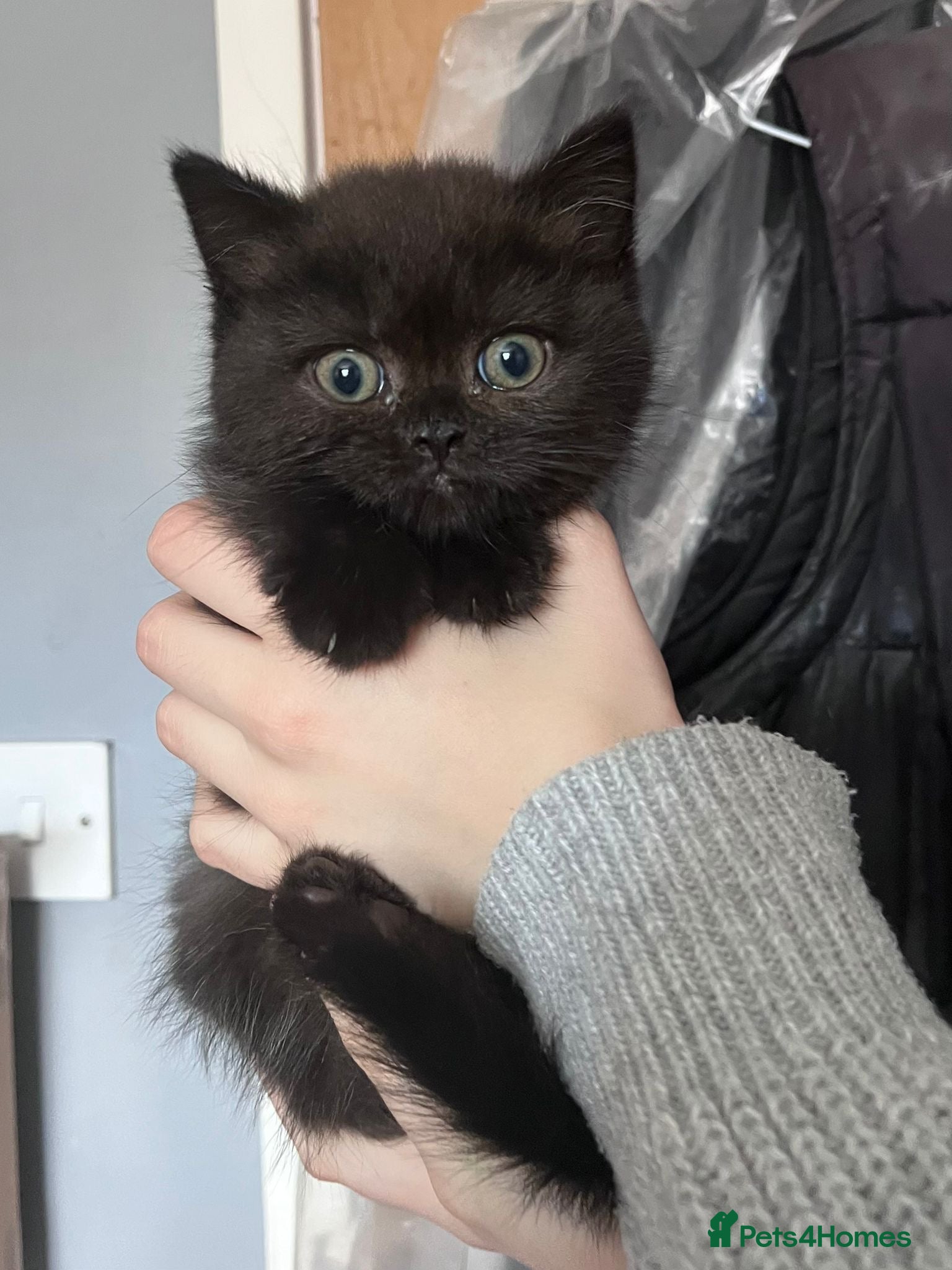 Mixed Breed cats for sale: LAST GIRL LEFT 4 BRITISH SHORTHAIR X KITTENS 🩵🩷 - Advert 1