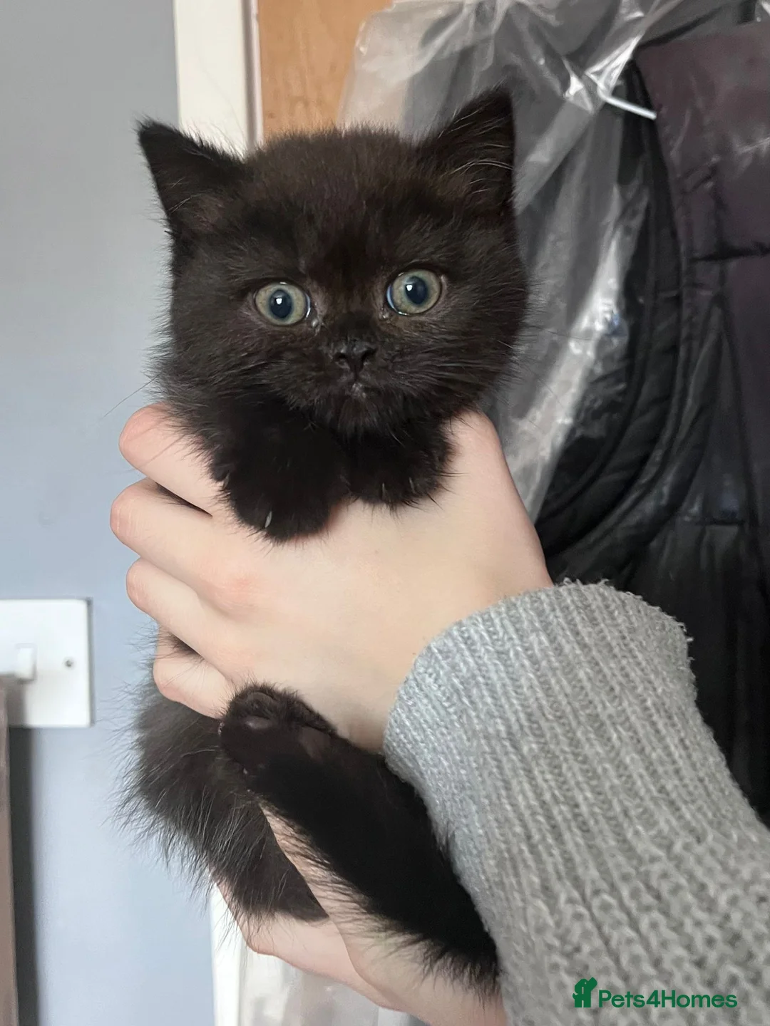 Mixed Breed cats for sale: LAST GIRL LEFT 4 BRITISH SHORTHAIR X KITTENS 🩵🩷 - Advert 1