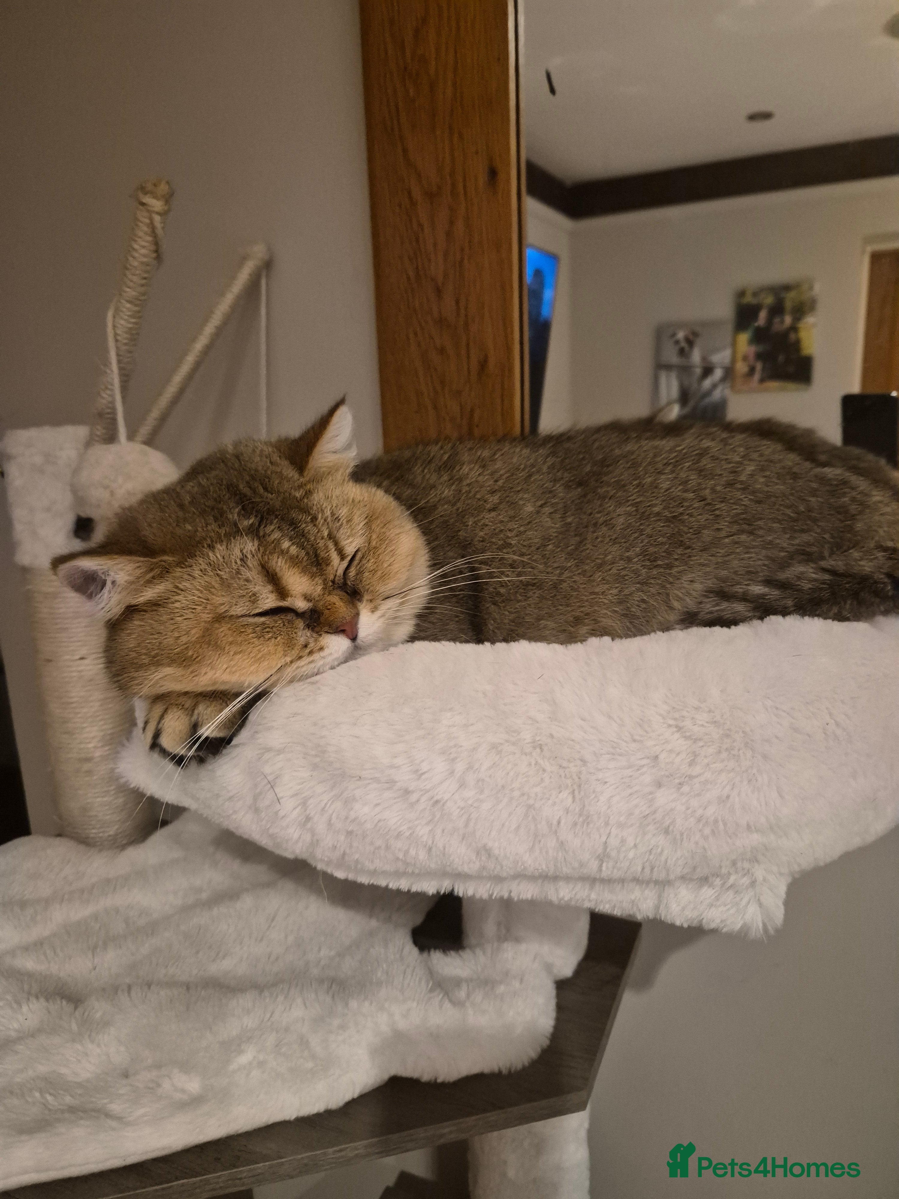 British Shorthair cats Golden female  - Advert 1