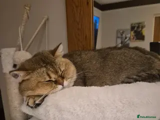 British Shorthair cats Golden female - Advert 1