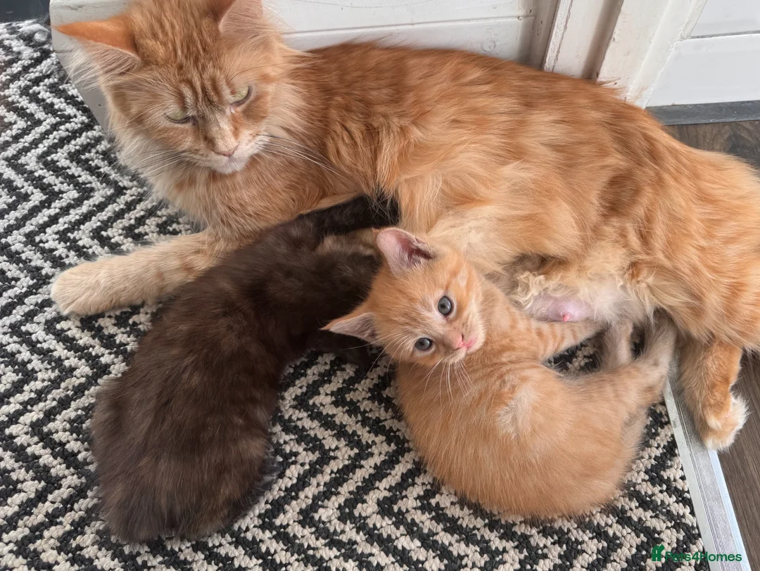 Maine Coon cats for sale: Maine Coon Cross Kittens – Ready 27th April - Advert 29