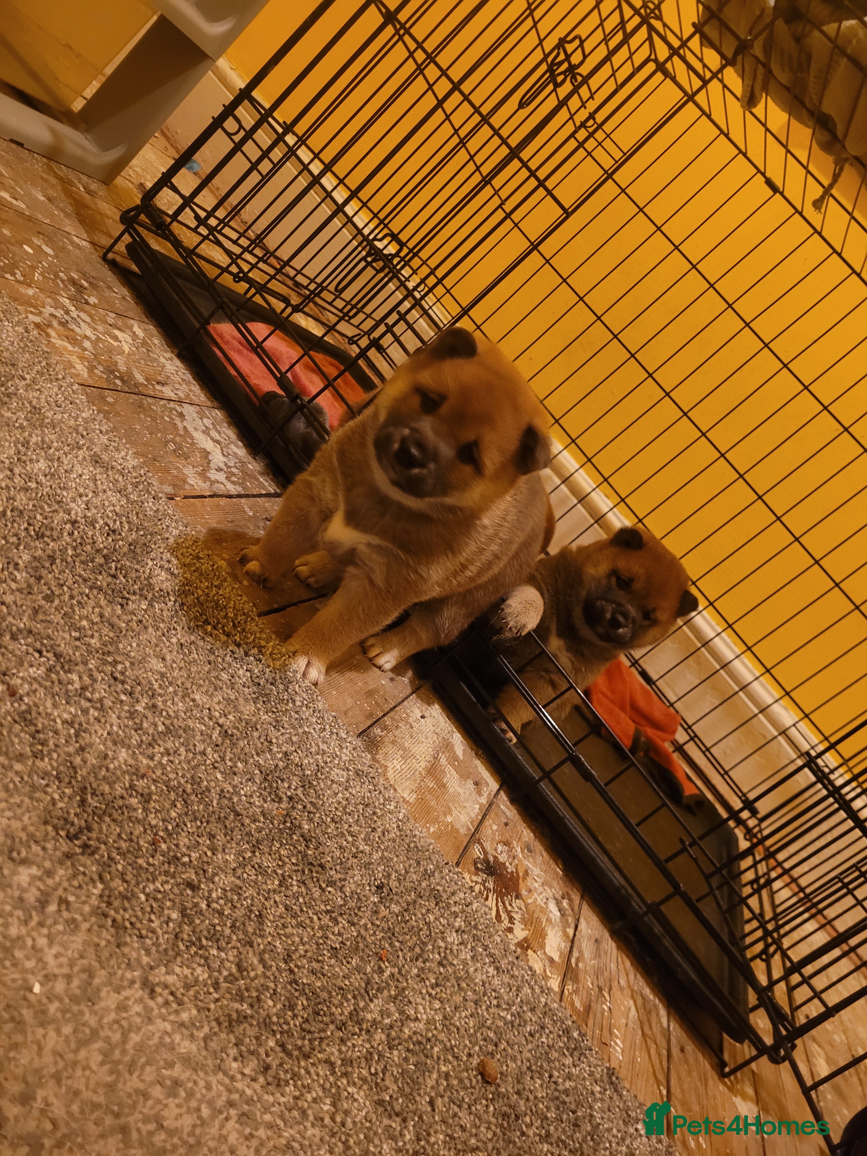 Japanese Shiba Inu dogs Japanes  shiba inu - Advert 1