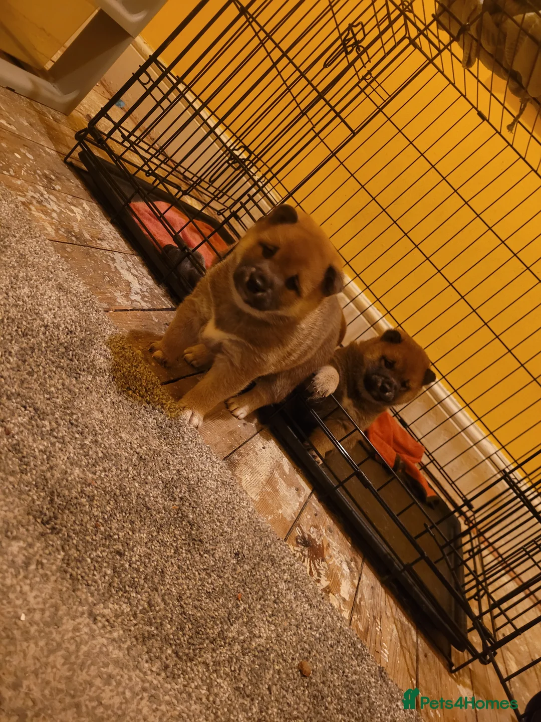 Japanese Shiba Inu dogs for sale: Japanes  shiba inu - Advert 1