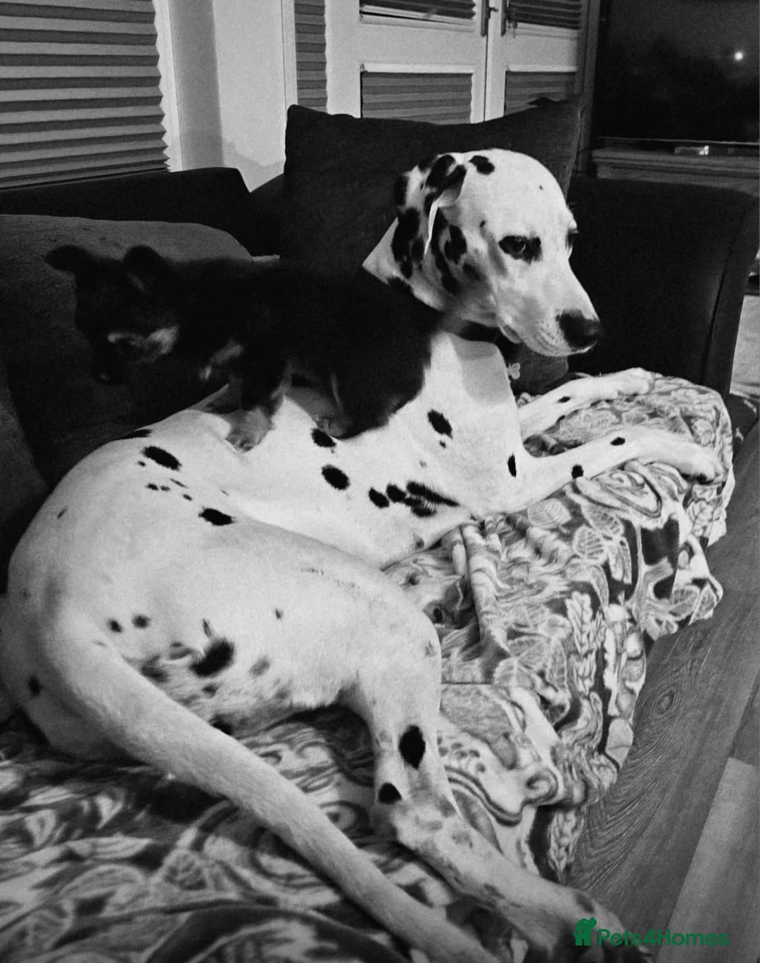 Chihuahua dogs for sale: Beautiful Black and Tan chihuahua boy  - Advert 5