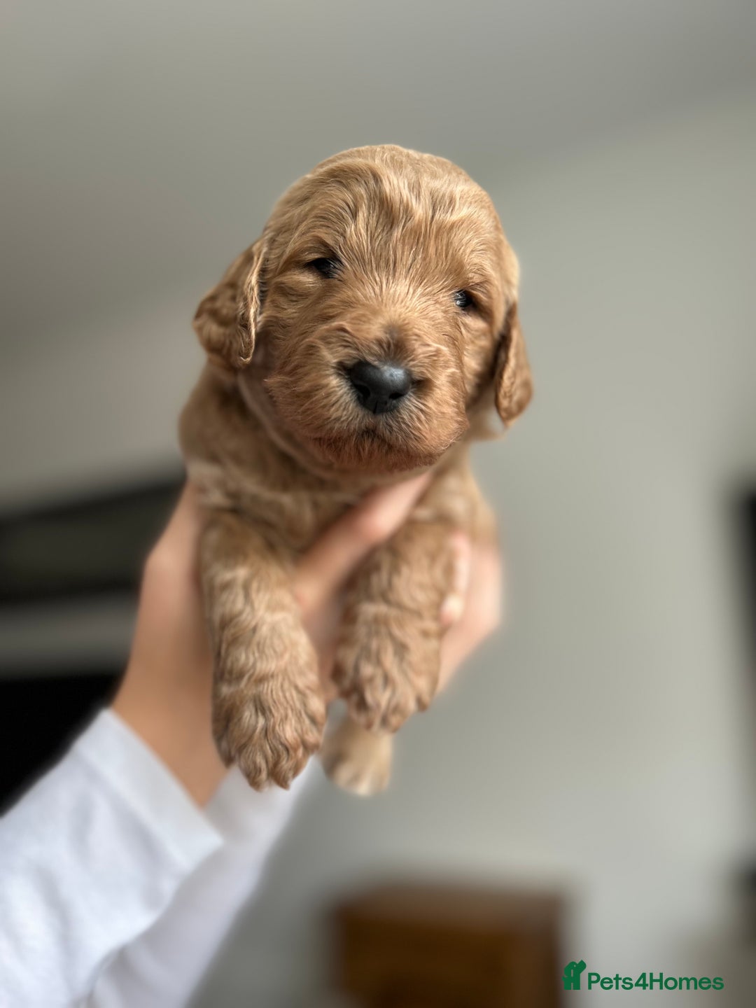 Goldendoodle dogs for sale: 🌟F1B Standard Goldendoodle Puppies in Merthyr Tydfil - Image 12