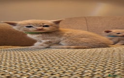 British Shorthair cats for sale: Beautiful Cream & Ginger Kittens  - Image 16