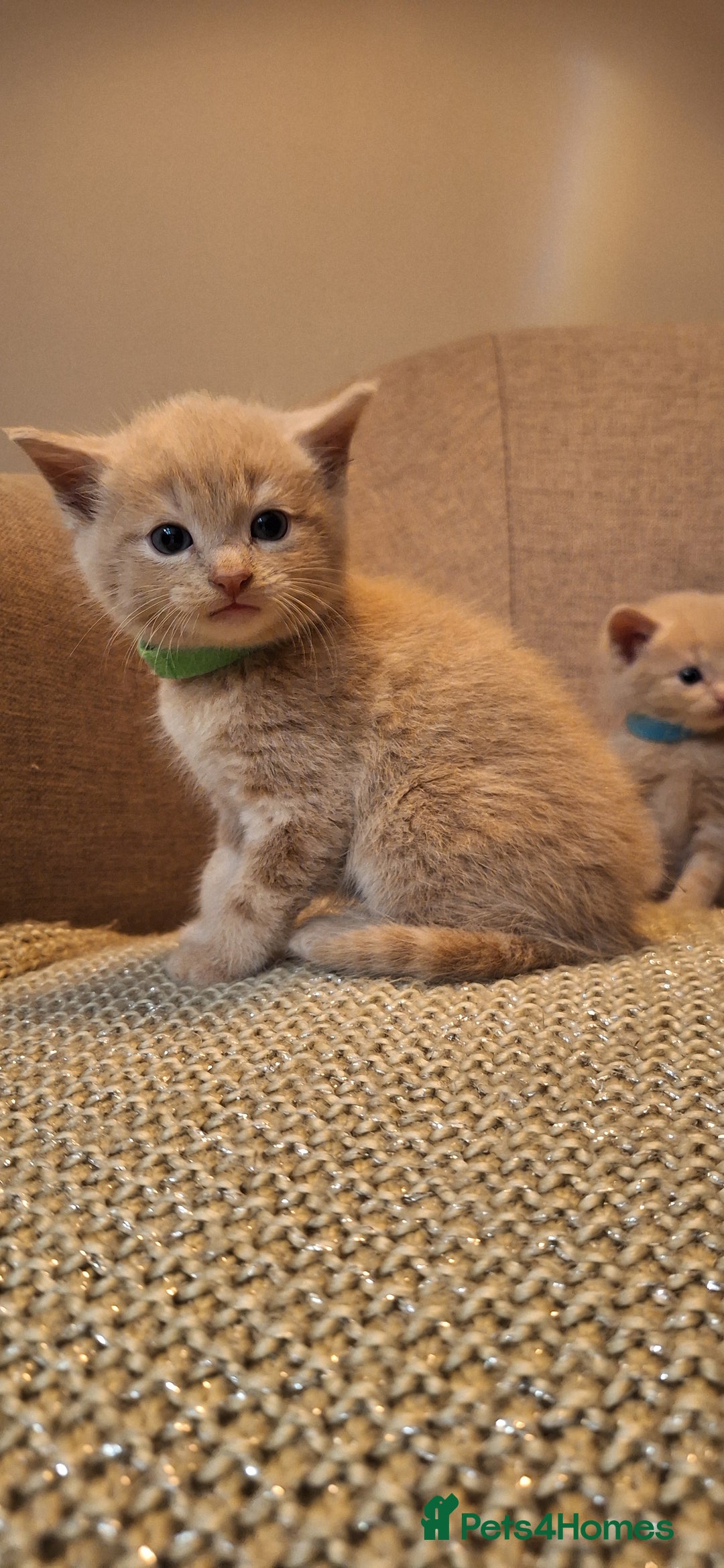 British Shorthair cats for sale: Beautiful Cream & Ginger Kittens  - Image 16