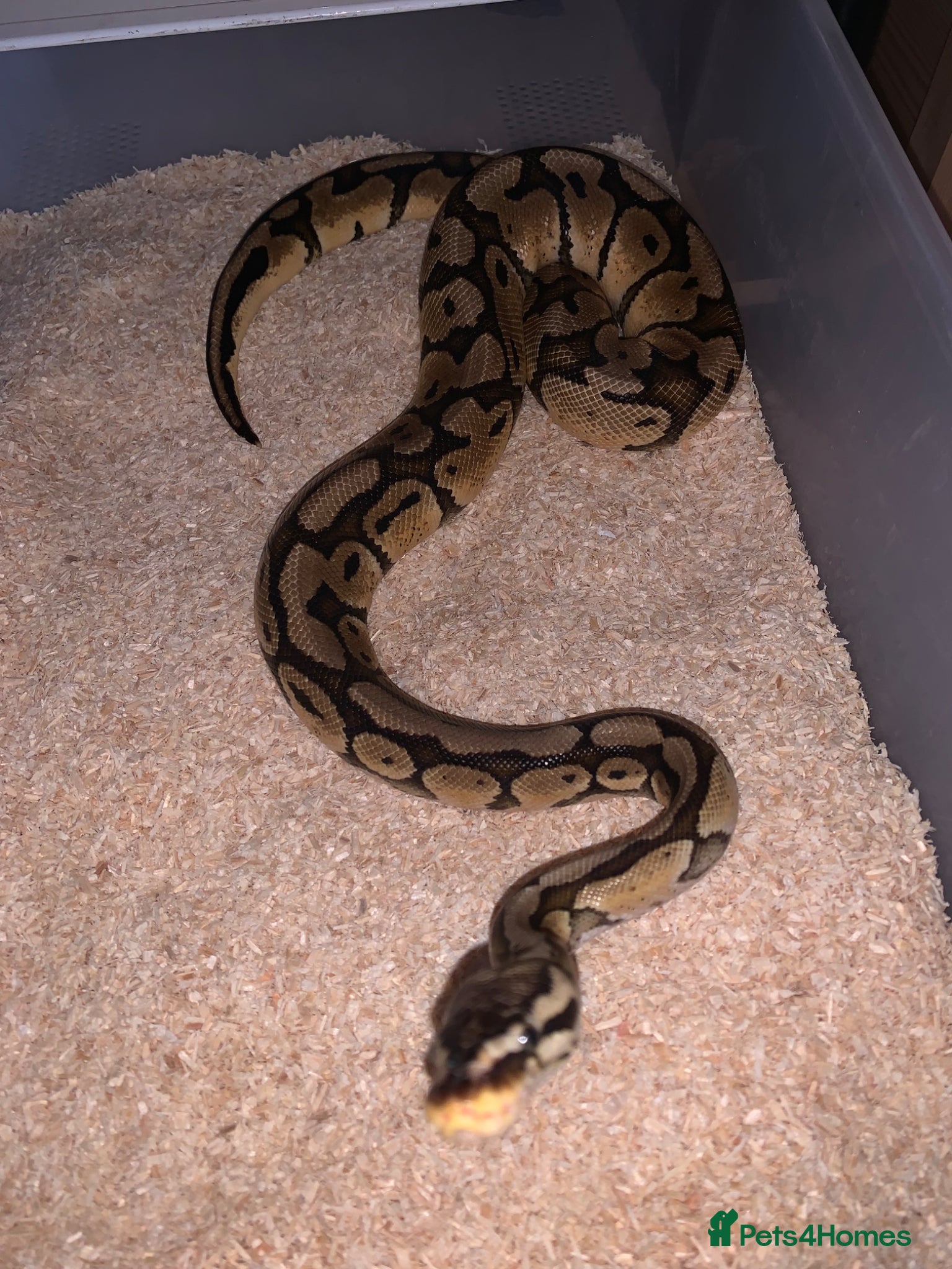 Python Snake reptiles Ball pythons  - Advert 10