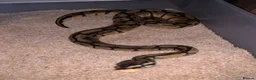 Python Snake reptiles for sale: Ball pythons  - Advert 1