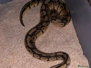 Python Snake reptiles Ball pythons - Advert 10