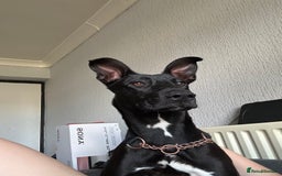 Mixed Breed dogs for sale: Kensi malinois cross Staffordshire bull terrior - Image 1