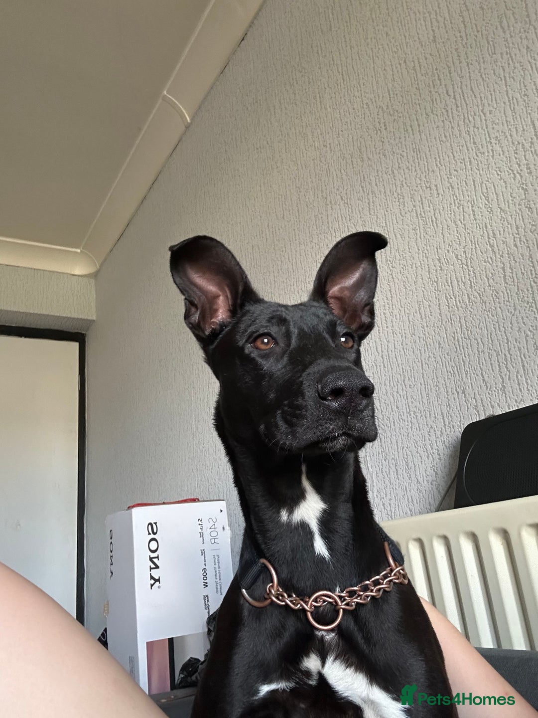 Mixed Breed dogs for sale: Kensi malinois cross Staffordshire bull terrior - Image 1