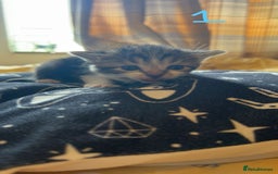 Maine Coon cats for sale: 1 GIRL / 5 BOYS - Image 4