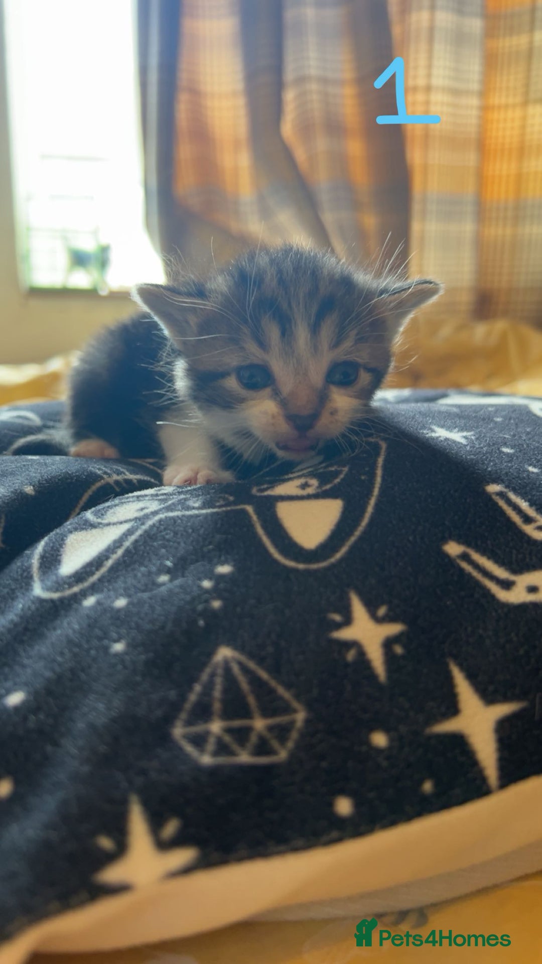 Maine Coon cats for sale: 1 GIRL / 5 BOYS - Image 4