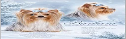 Yorkshire Terrier dogs for sale: BLUEBERRY MERLE AND BLACK & TAN BOYS DNA TESTED - Advert 4