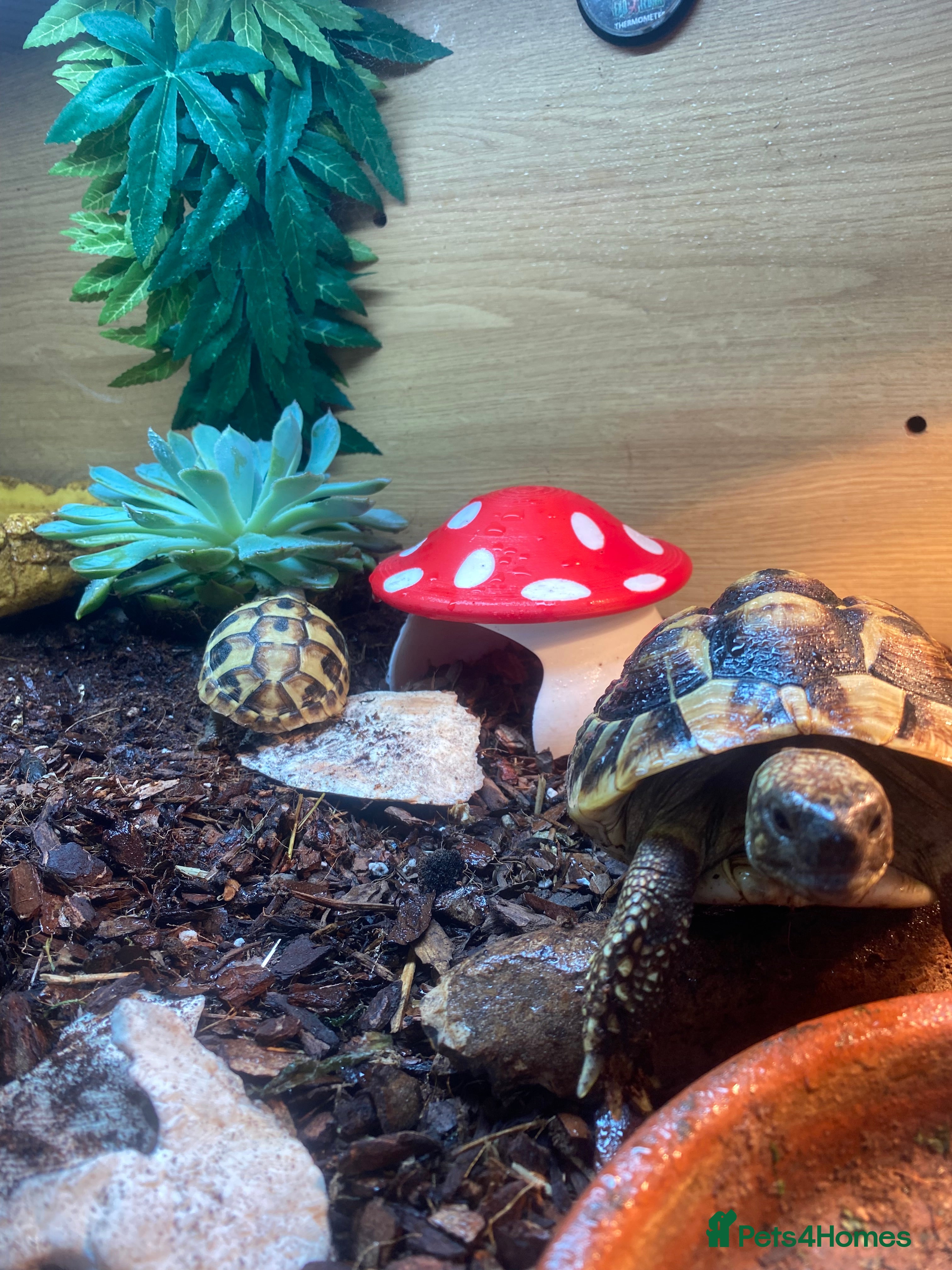 Hermann Tortoise reptiles Two friendly Hermann Tortoises for sale  - Advert 17
