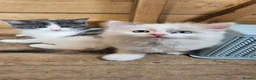 Mixed Breed cats for sale: Half ragdoll kittens  - Advert 3
