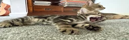 Mixed Breed cats for sale: Tabby Kittens For Sale - Advert 14